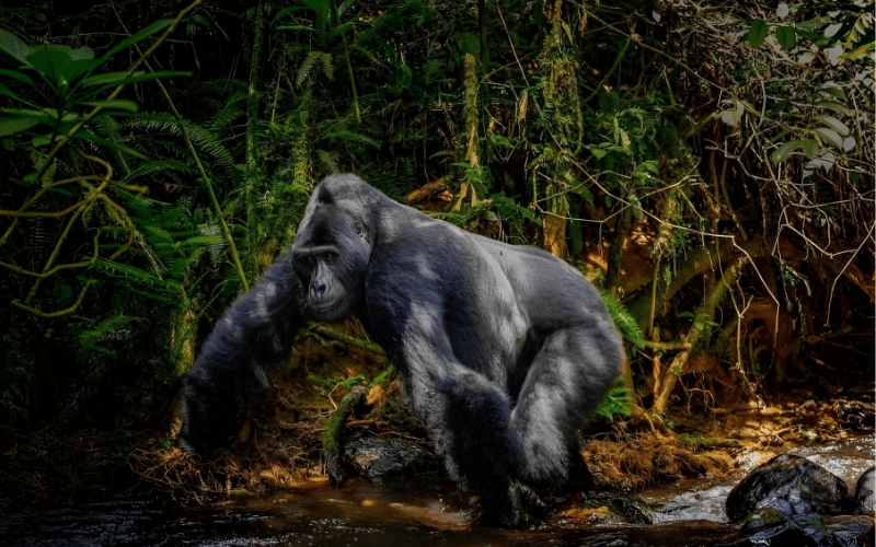 The Bwindi Impenetrable Forest National Park
