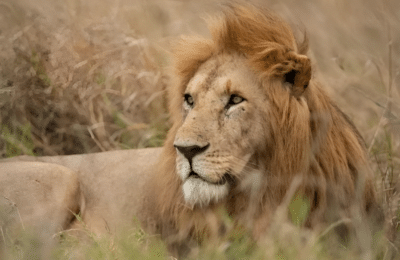 The Best Wildlife Safaris in Africa